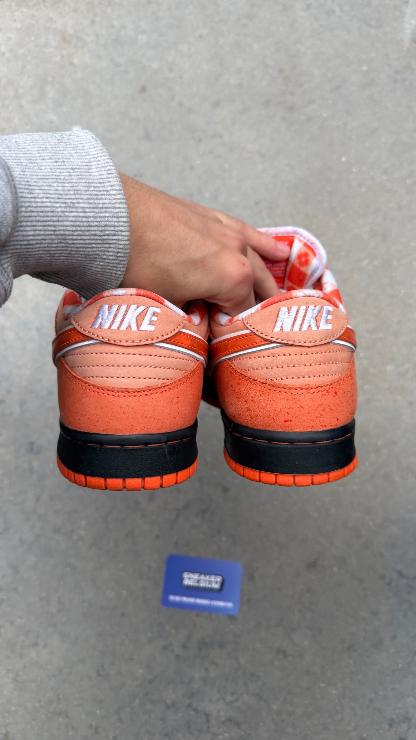 Dunk low SB orange lobster | 42,5